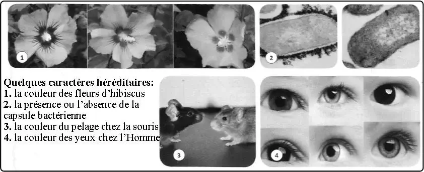 Expression de l’information génétique