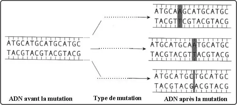Expression de l’information génétique