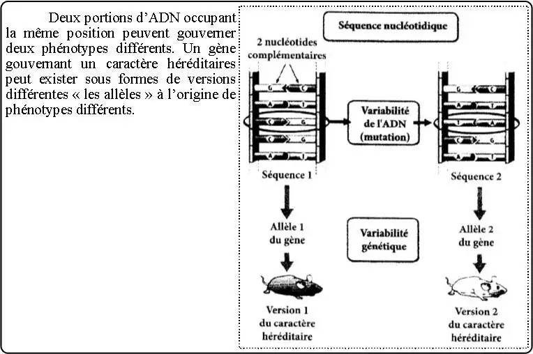 Expression de l’information génétique
