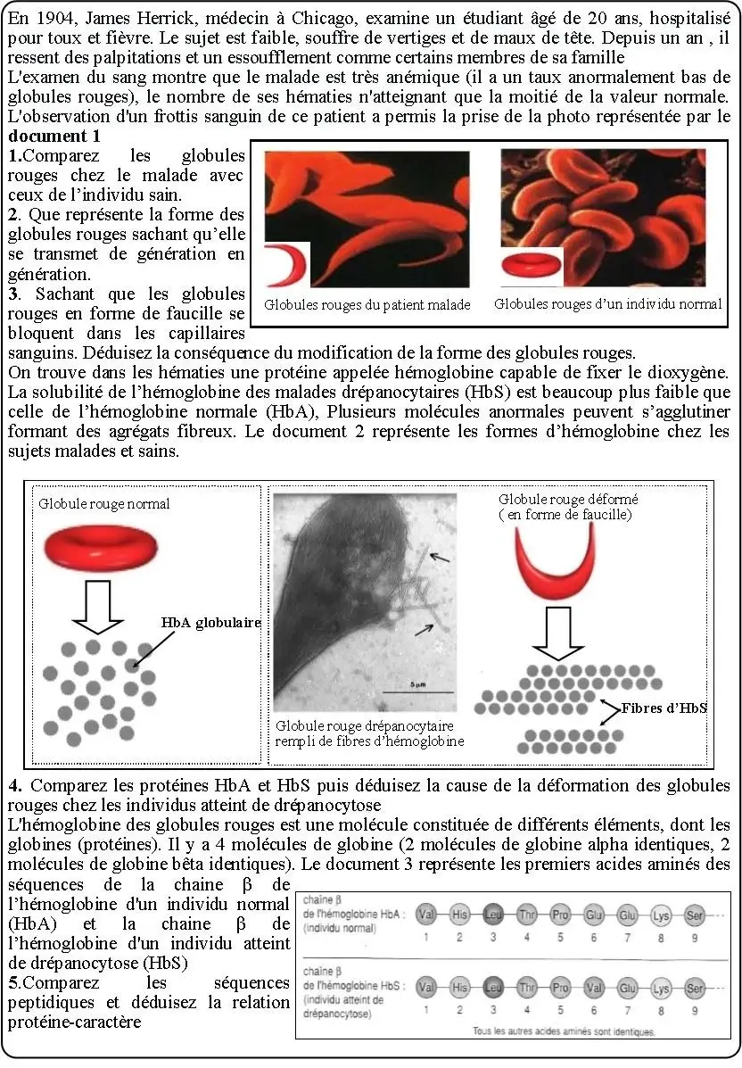 Expression de l’information génétique