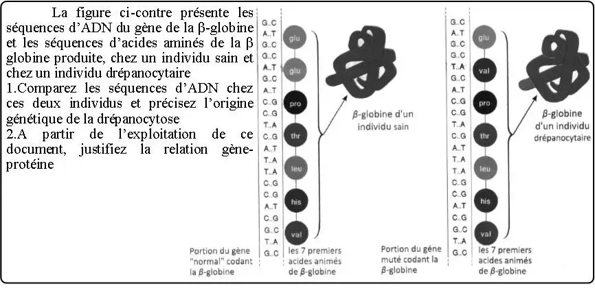 Expression de l’information génétique