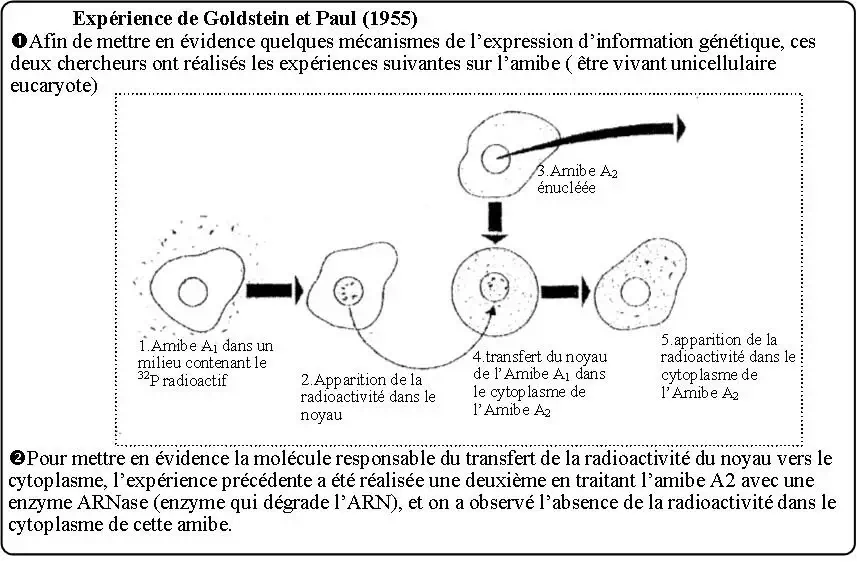 Expression de l’information génétique