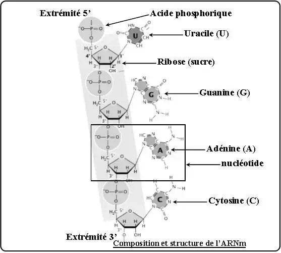 Expression de l’information génétique