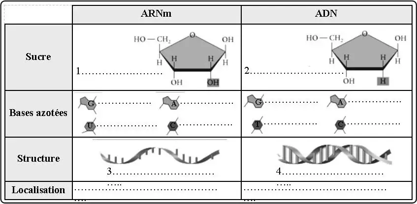 Expression de l’information génétique