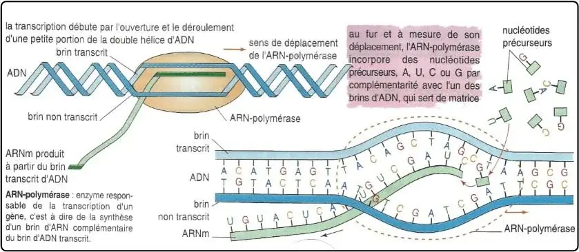 Expression de l’information génétique
