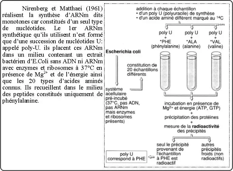 Expression de l’information génétique