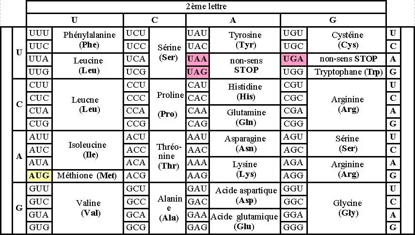 Expression de l’information génétique
