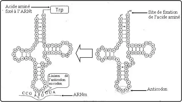 Expression de l’information génétique