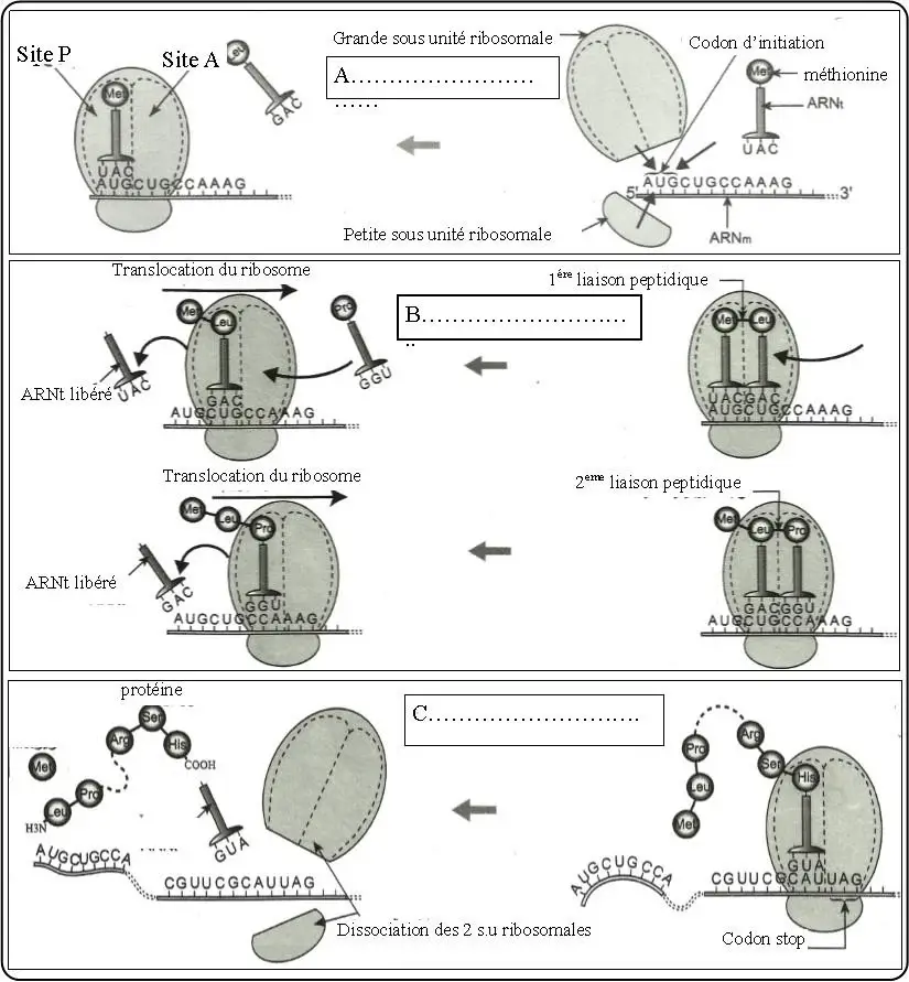Expression de l’information génétique