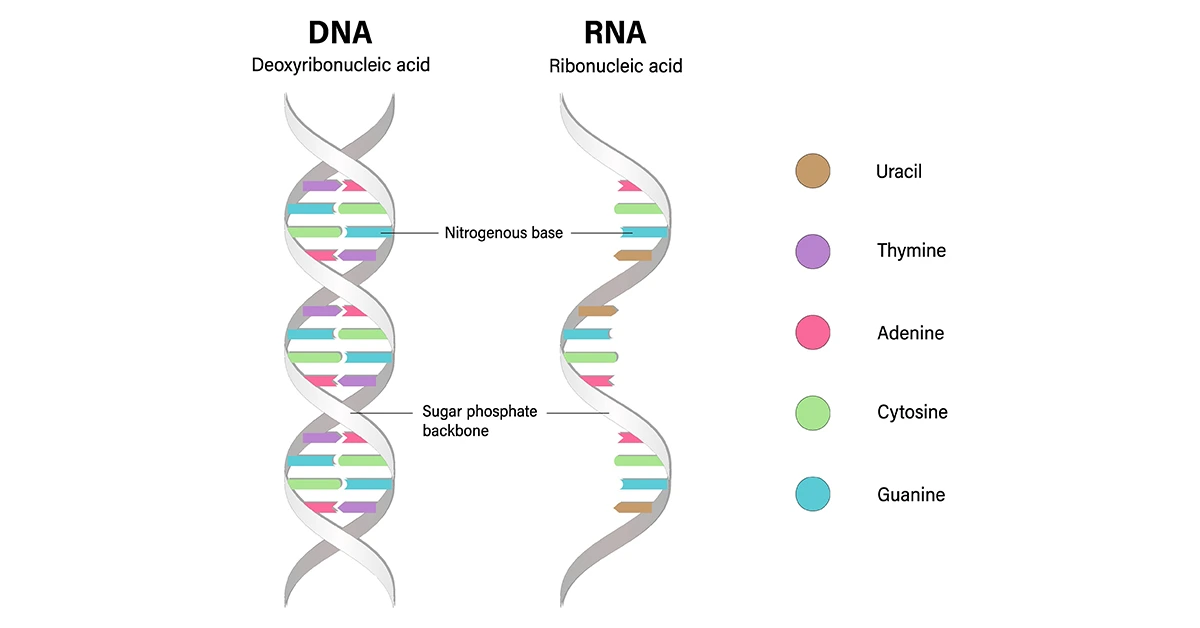 Expression de l’information génétique
