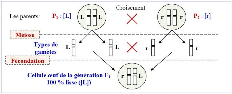 Les lois statistiques de la transmission des caractères héréditaires chez les diploïdes