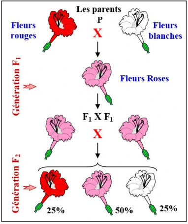 Les lois statistiques de la transmission des caractères héréditaires chez les diploïdes