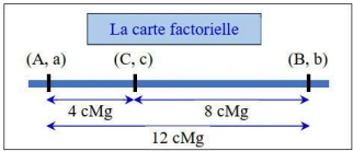 Les lois statistiques de la transmission des caractères héréditaires chez les diploïdes