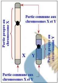 Les lois statistiques de la transmission des caractères héréditaires chez les diploïdes